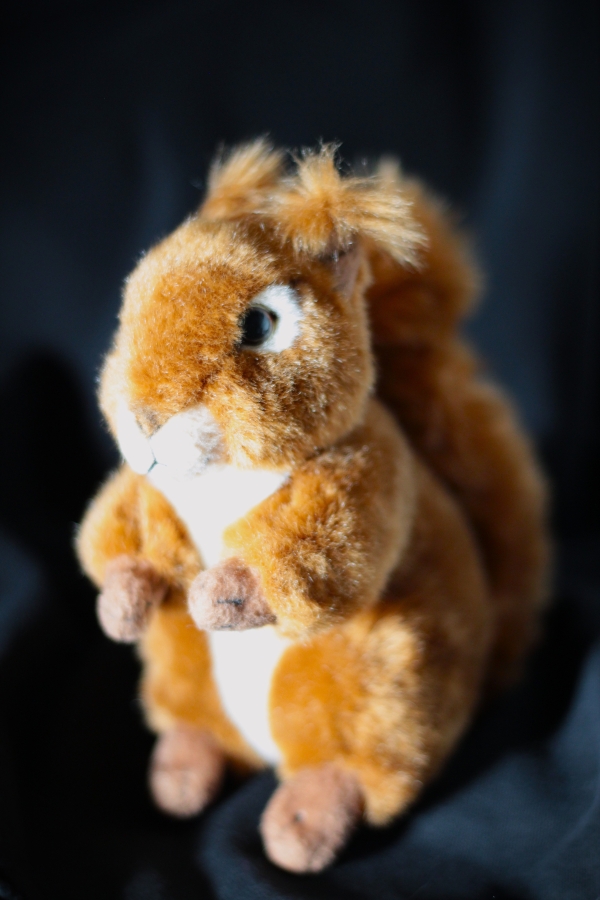Eichhörnchen